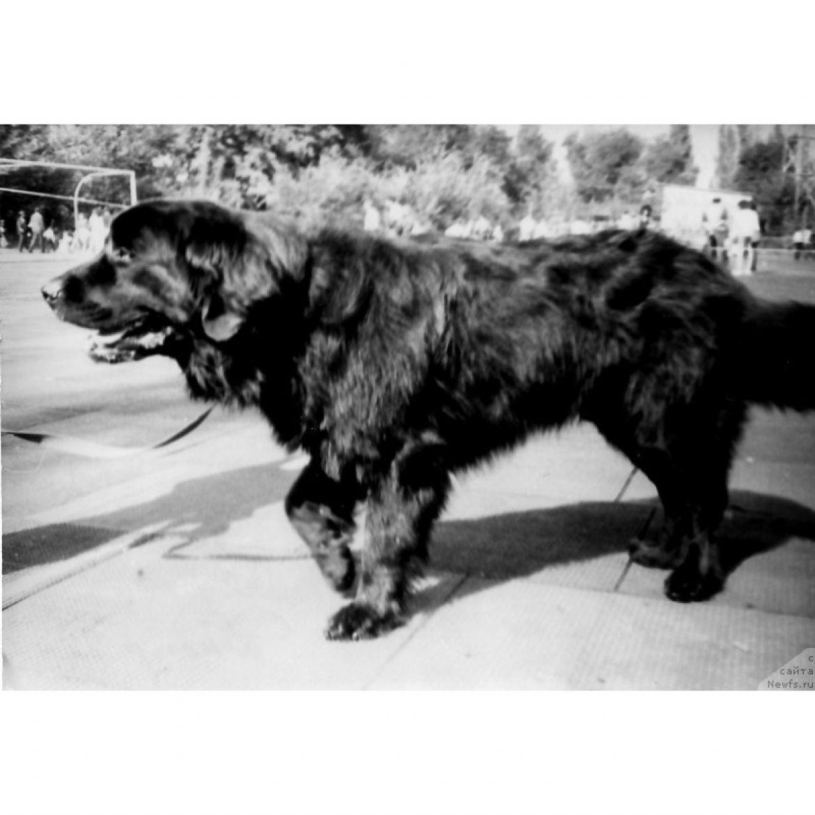 R Schegaj Grinpis Bon (26-05-1989)